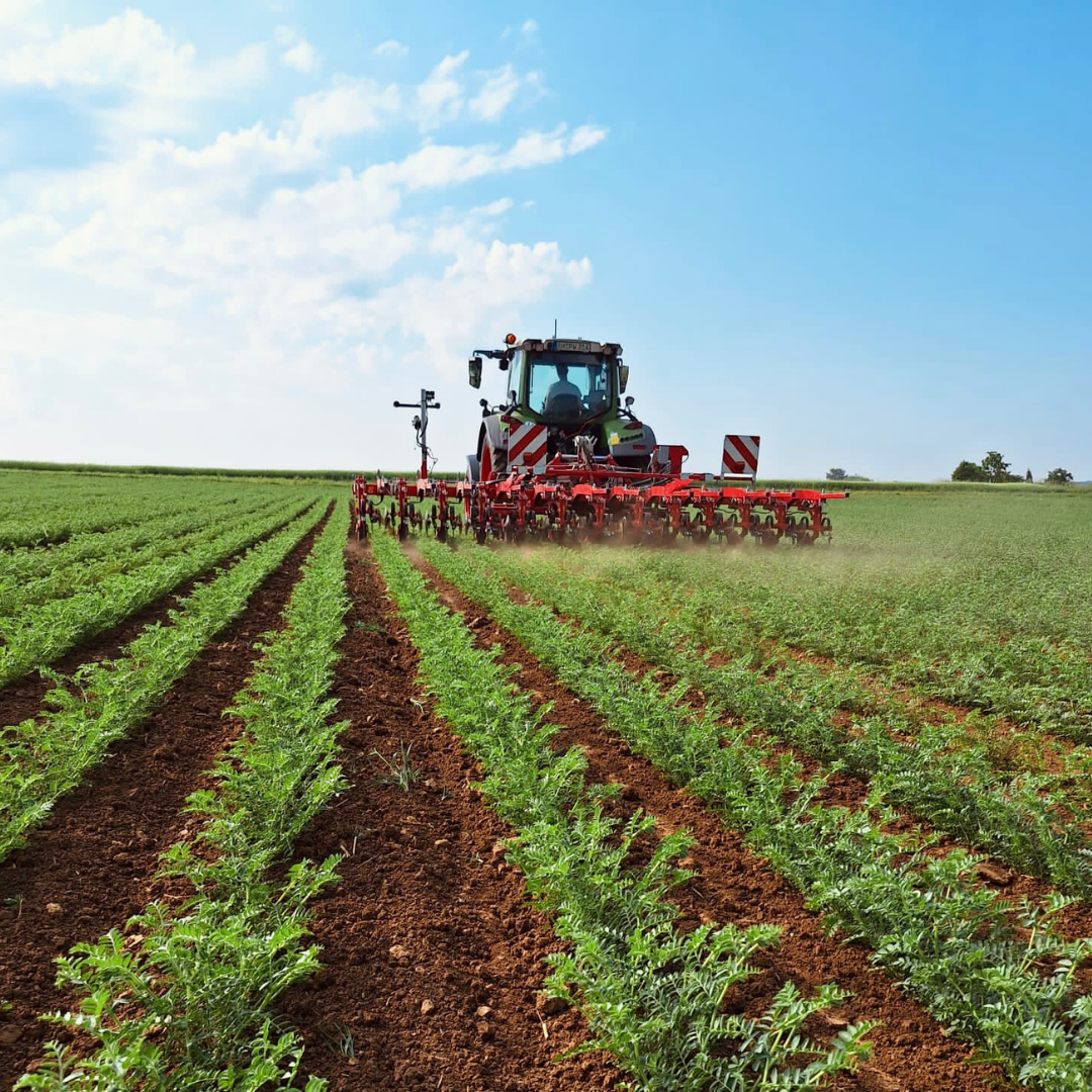 Ein Traktor fährt unter klarem Himmel durch ein grünes Feld und bearbeitet die Pflanzen in ordentlich angeordneten Reihen.