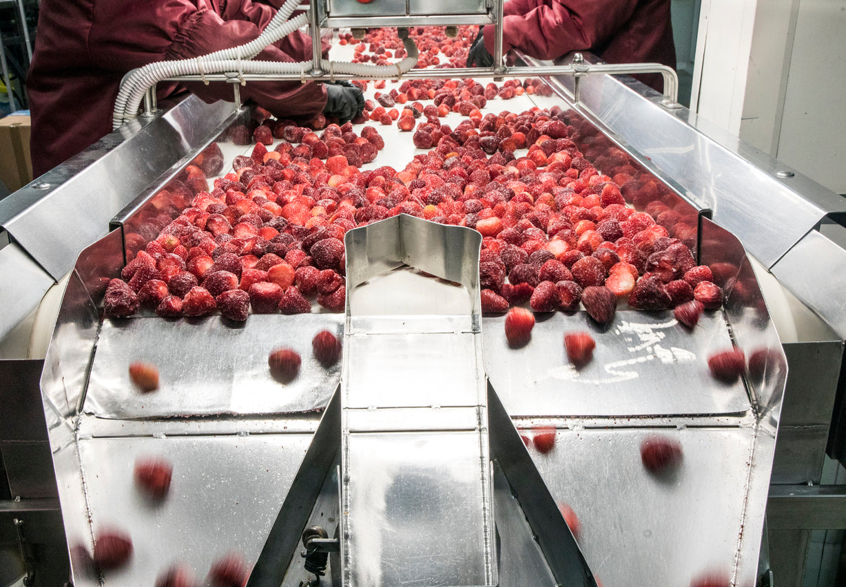 Arbeiter sortieren Erdbeeren auf einem Förderband in einer Fabrik.